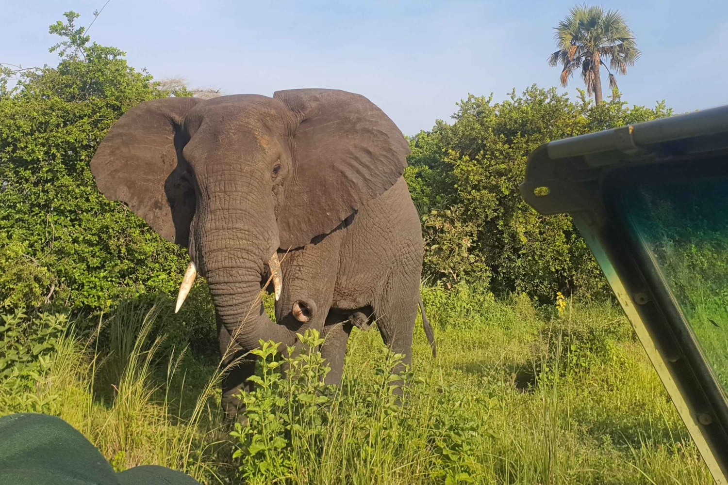 Tanzanie : safari de luxe de 5 jours dans le Serengeti et le cratère du Ngorongoro