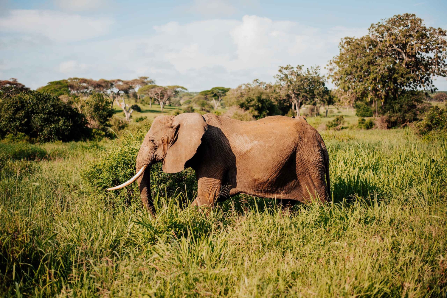 Танзания: 7-дневное эксклюзивное сафари для молодоженов
