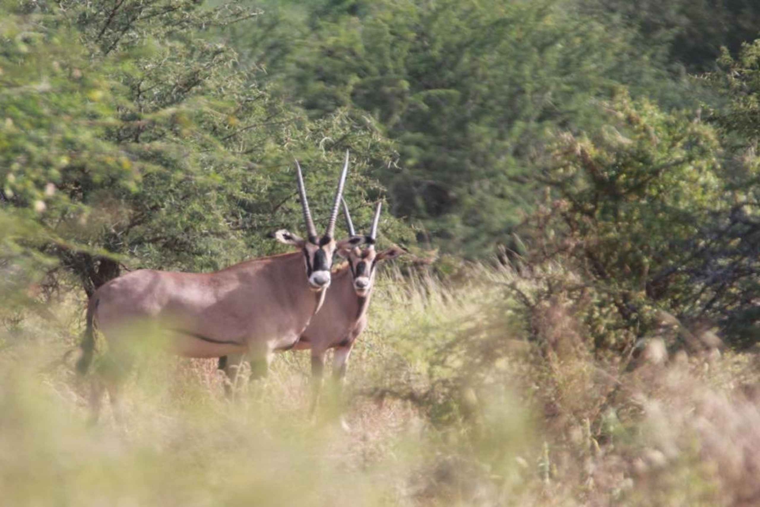 Tanzania: Fire dagers villmarkssafari i nordlige parker