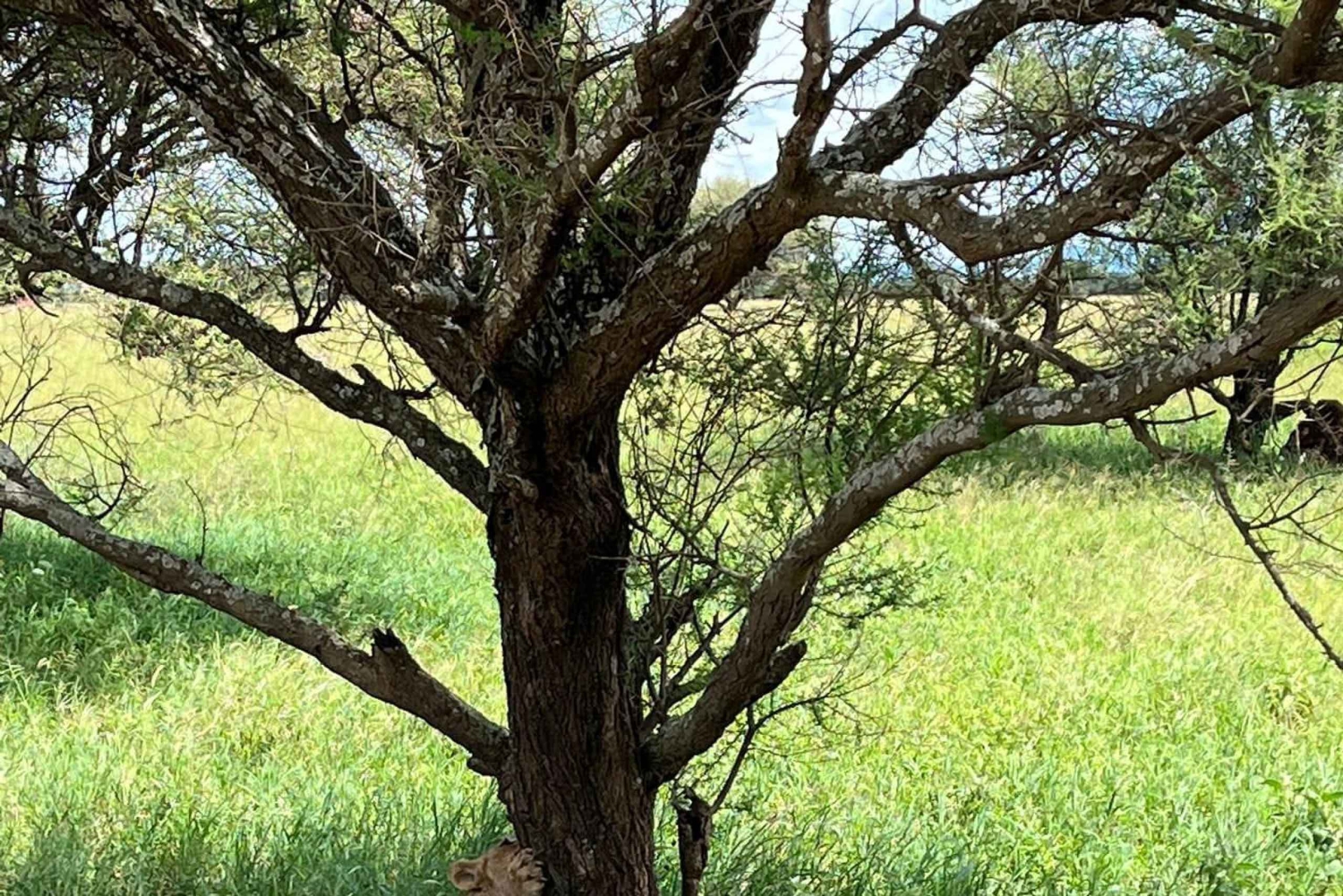 Tanzania: Safari i dyrelivet i den tørre sæson i juni
