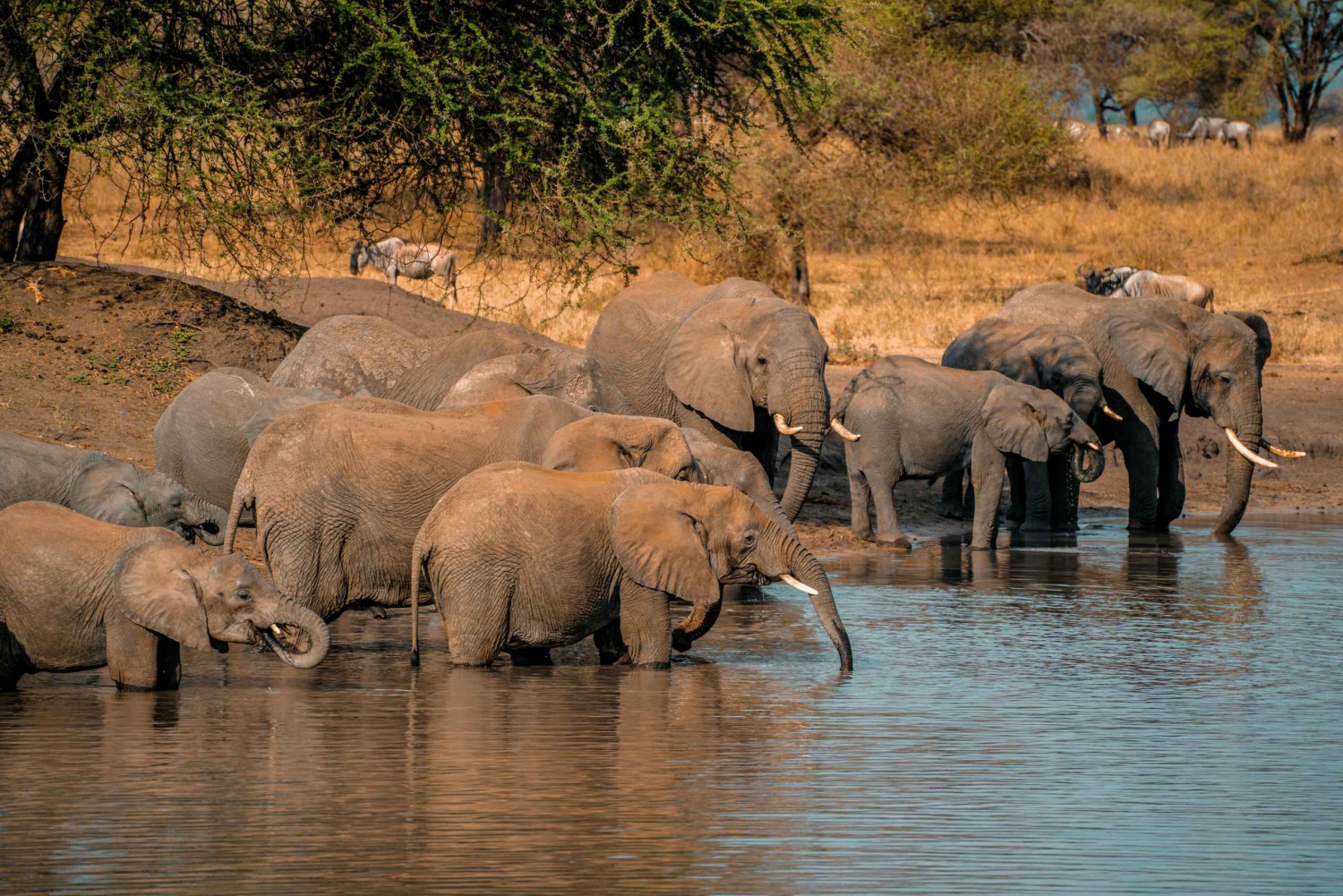 Tanzania: Private 5-Day Mid-Range Safari