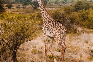 Tanzania: Private 5-Day Mid-Range Safari