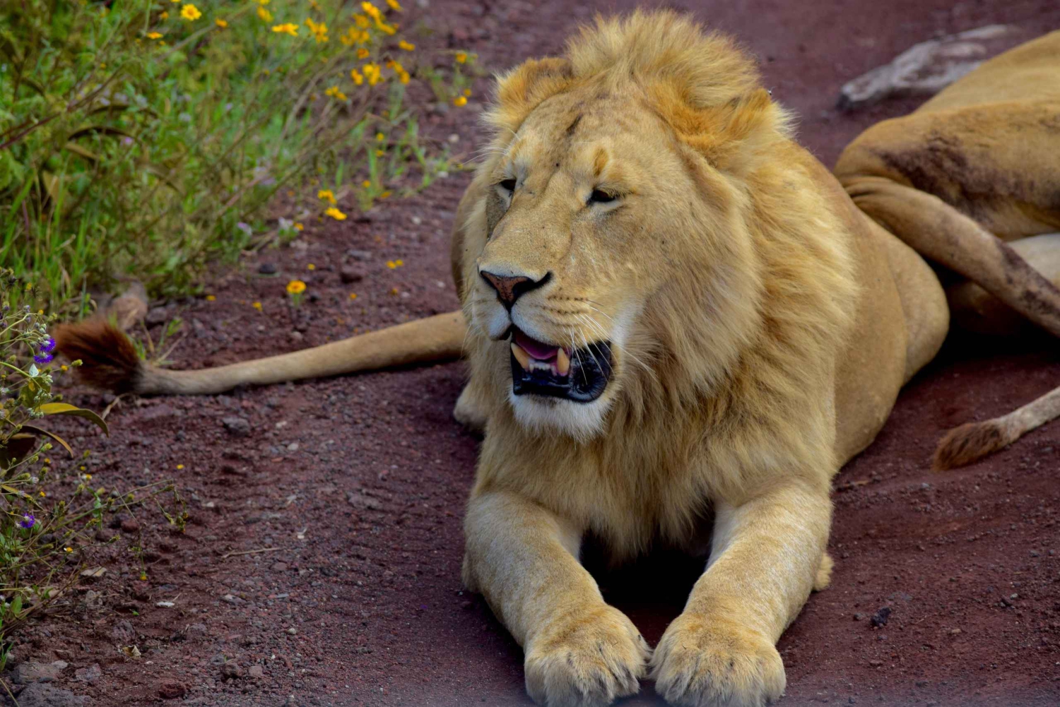 Parco Nazionale del Tarangire, Lago Manyara e Cratere di Ngorongoro