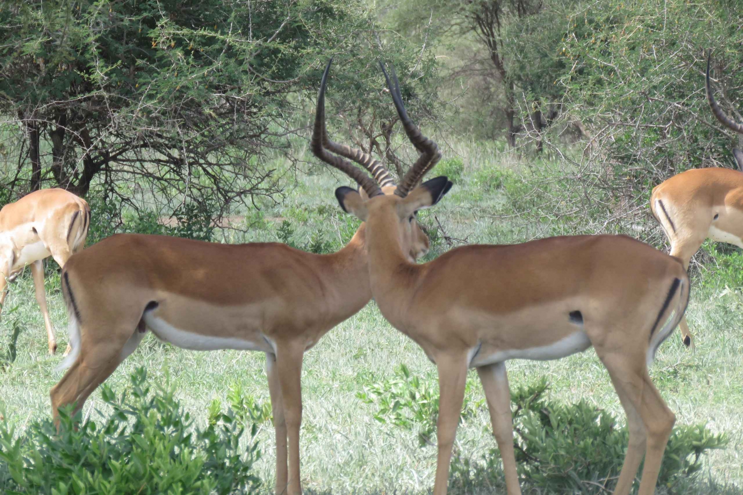 Dwudniowe safari do Tarangire i krateru Ngorongoro