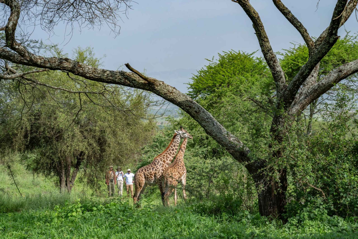 Walk With Giraffes: biglietto d'ingresso