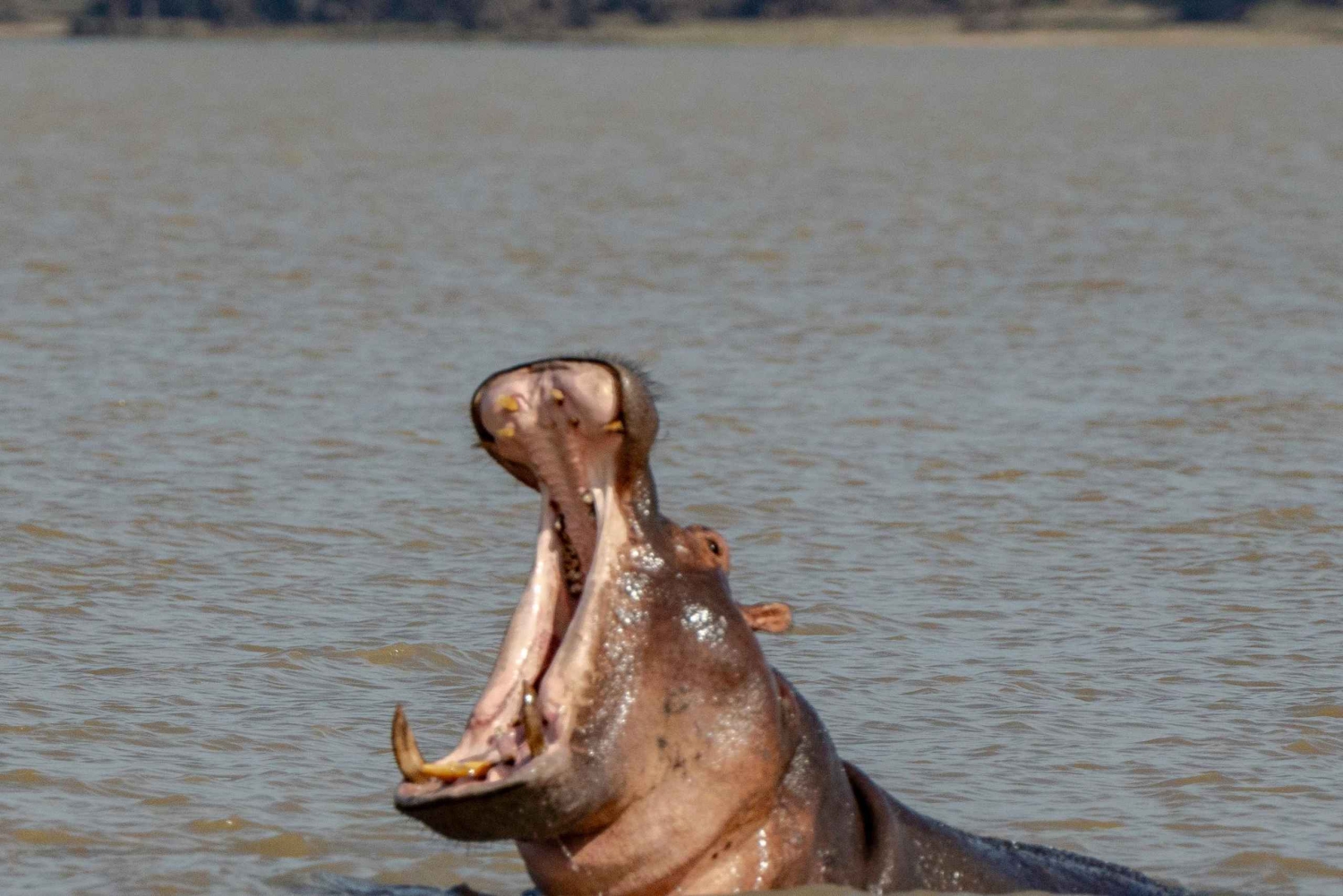 Zanzibar: 2-dagers safari i Nyerere nasjonalpark med ferge