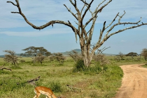 Sansibar: 2-tägige Tour zum Tarangire-Nationalpark und zum Ngorongoro-Krater ab Sansibar