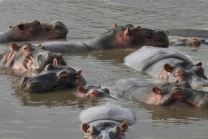 Sansibar: 2-tägige Tour zum Tarangire-Nationalpark und zum Ngorongoro-Krater ab Sansibar