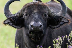 Sansibar: 2-tägige Tour zum Tarangire-Nationalpark und zum Ngorongoro-Krater ab Sansibar