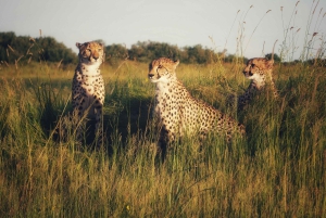 Sansibar: 2-tägige Tour zum Tarangire-Nationalpark und zum Ngorongoro-Krater ab Sansibar