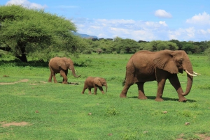 Sansibar: 2-tägige Tour zum Tarangire-Nationalpark und zum Ngorongoro-Krater ab Sansibar