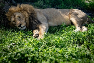 Sansibar: 2-tägige Tour zum Tarangire-Nationalpark und zum Ngorongoro-Krater ab Sansibar