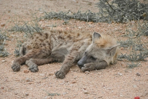 Sansibar: 2-tägige Tour zum Tarangire-Nationalpark und zum Ngorongoro-Krater ab Sansibar