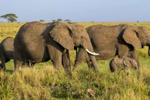 Sansibar: 2-tägige Tour zum Tarangire-Nationalpark und zum Ngorongoro-Krater ab Sansibar