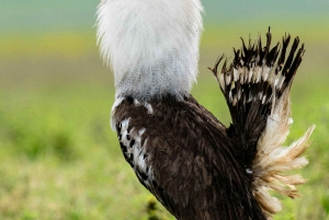 Sansibar: 2-tägige Tour zum Tarangire-Nationalpark und zum Ngorongoro-Krater ab Sansibar