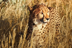 Sansibar: 2-tägige Tour zum Tarangire-Nationalpark und zum Ngorongoro-Krater ab Sansibar