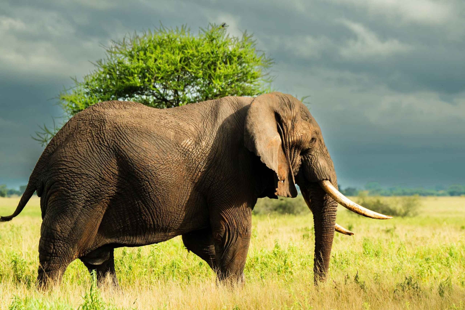 Занзибар: 3-дневный сафари по северной части острова с перелетом