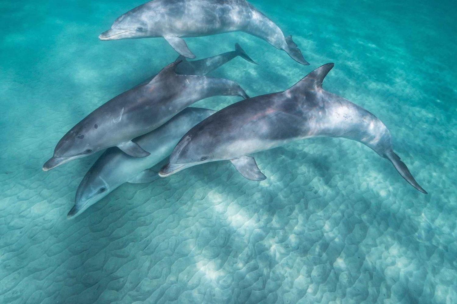 Zanzibar: 3-dniowa wycieczka z nurkowaniem i lunchem