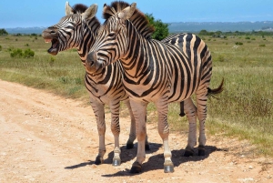 Zanzibar: 3 dagar 2 nätter Mikumi Safari och Maasai-tur