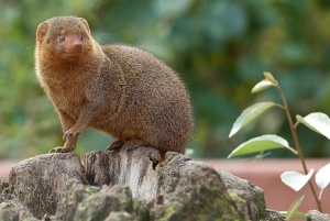 Zanzibar: 3 dagar 2 nätter Mikumi Safari och Maasai-tur