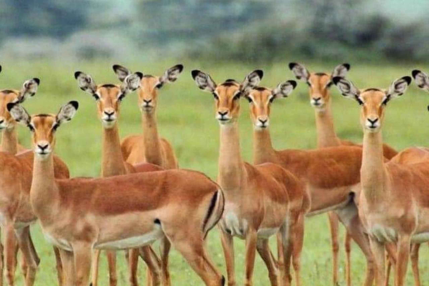 ZANZIBAR 3 giorni, 2 notti Safari a Mikumi con traghetto e SGR