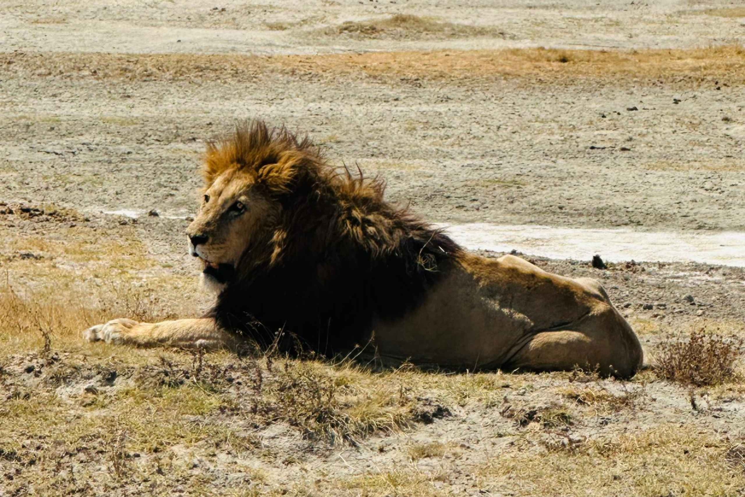 Zanzibar: 4 giorni di safari in aereo nel Serengeti e nell'Ngorongoro