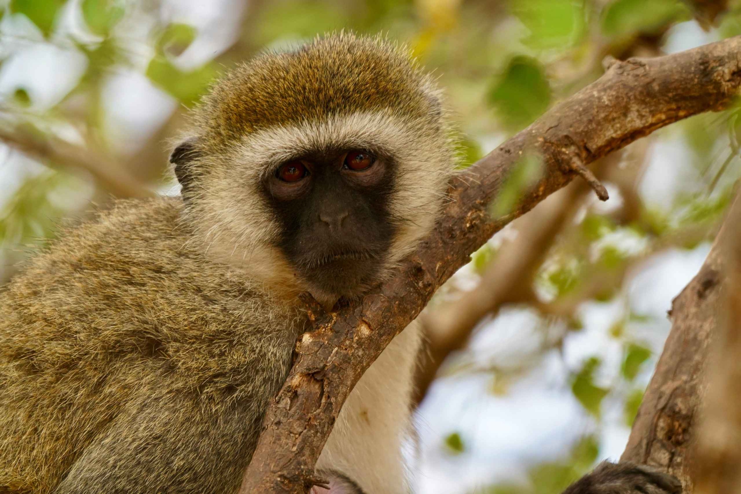 Sansibar: 4-tägige Safari durch Tarangire, Serengeti und Ngorongoro