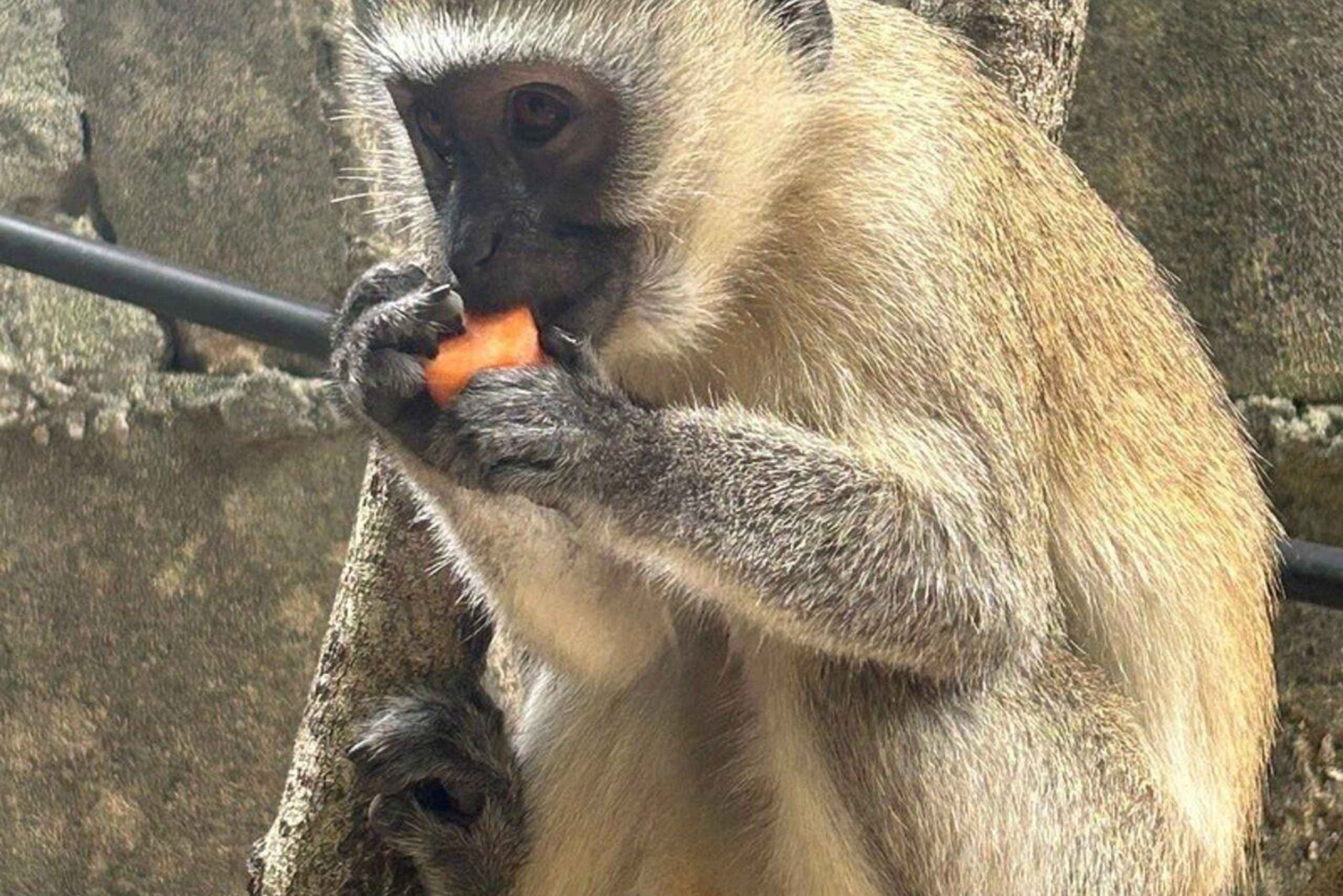 Zanzibar: Baraka Aquarium Havskildpadder & Nungwi Kilosa Zoo