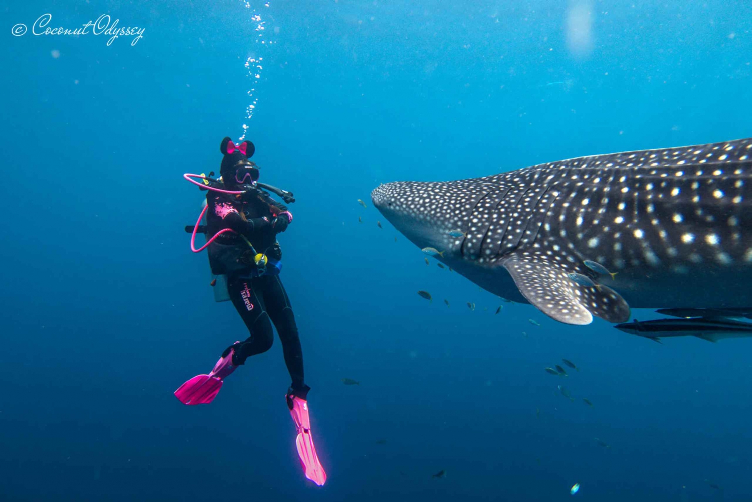 Zanzibar Bawe Island Snorkeling Wycieczka 1-dniowa z lunchem