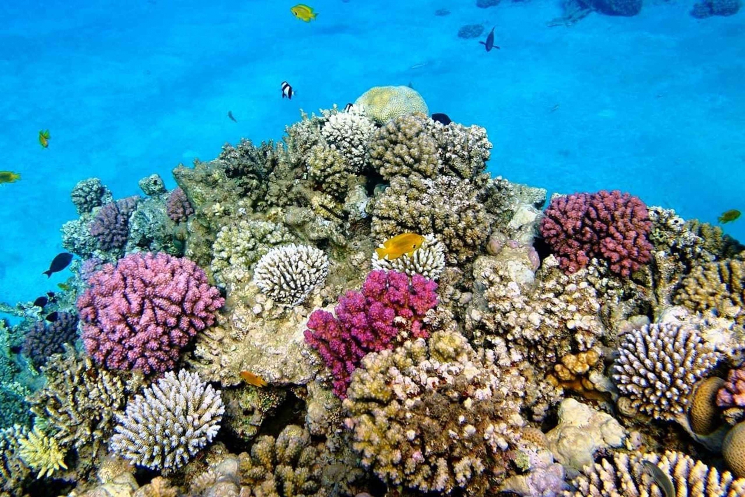 SANSIBAR: BAWE ISLAND SCHNORCHELN