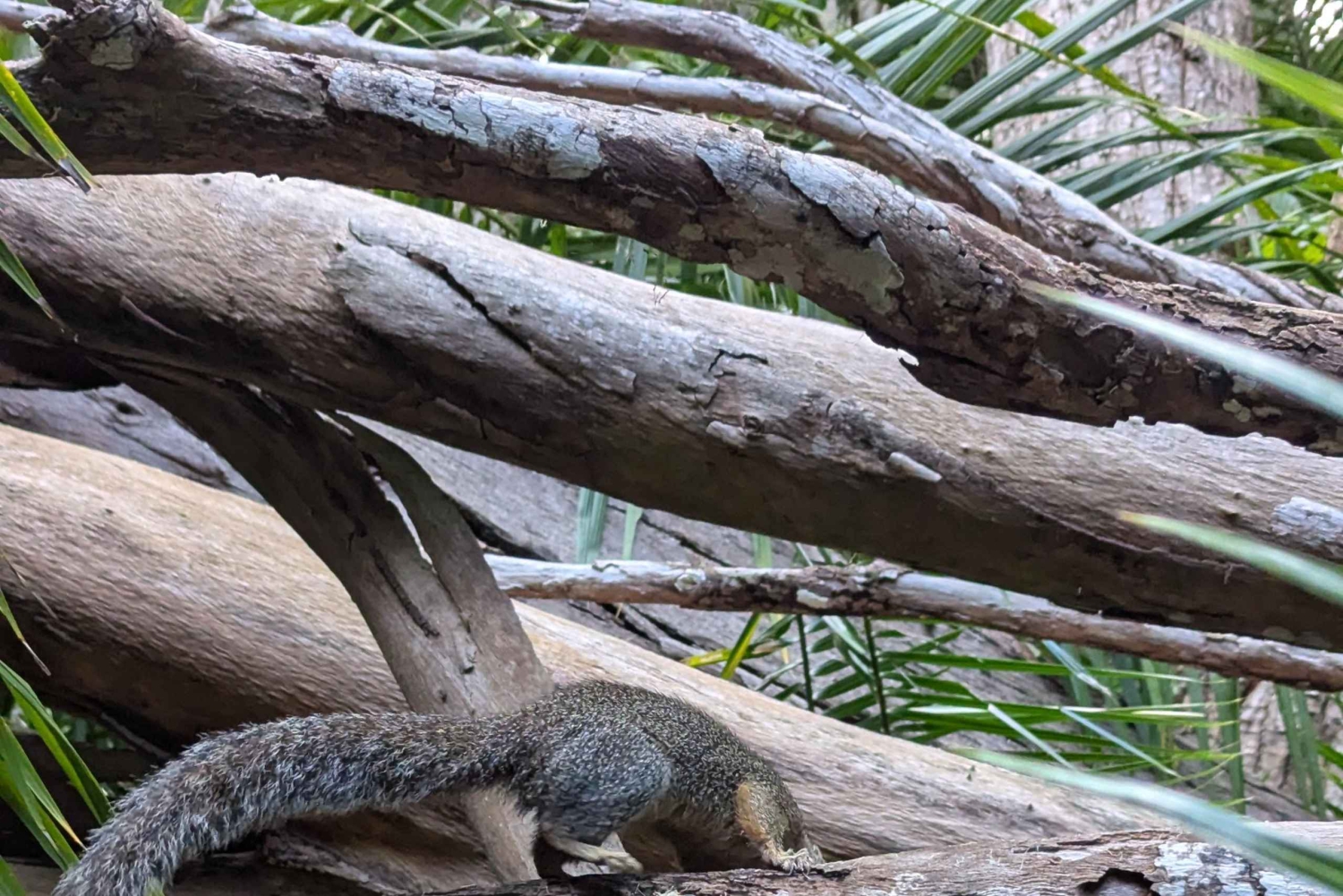 Zanzibar: fågelskådningstur med guide och kikare