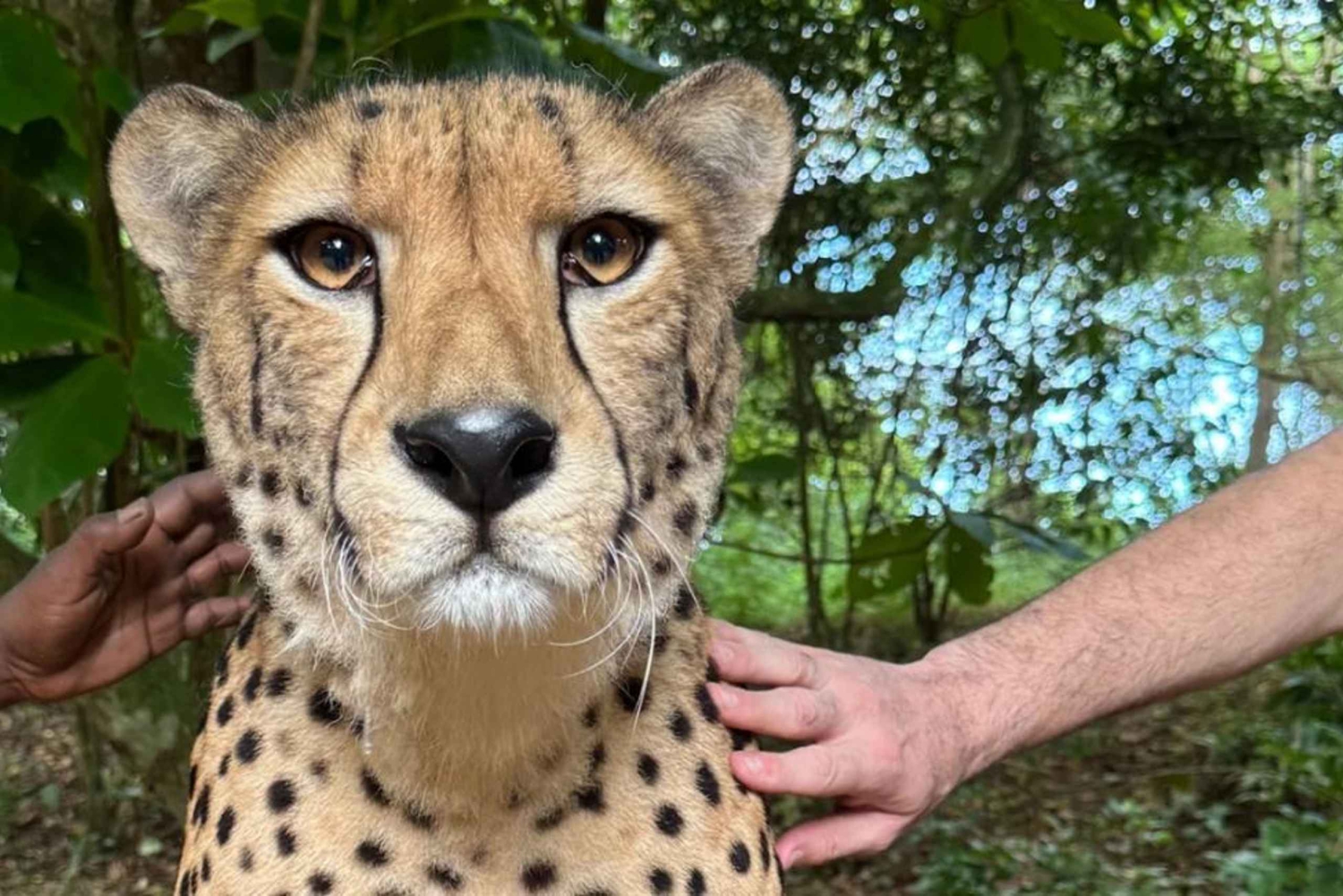 Zanzibar : visite de Cheetah Rock Wildlife et expérience VIP avec les loutres