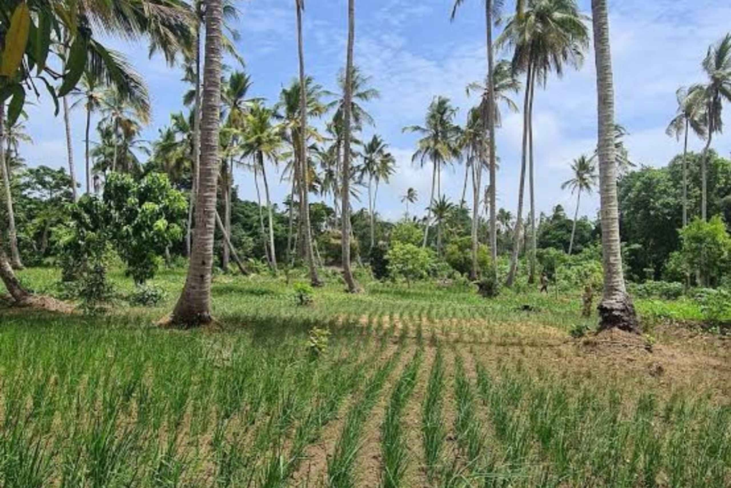 Zanzibar: Excursão à plantação de cocos e cruzeiro guiado ao pôr do sol