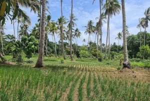 Zanzibar: Kokosnötplantage-tur och solnedgångskryssning
