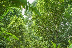 Zanzibar-kombo: privat steinby, krydderfarm og sommerfugl