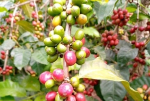 Zanzibar-kombo: privat steinby, krydderfarm og sommerfugl