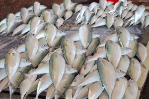 Zanzibar-kombo: privat steinby, krydderfarm og sommerfugl