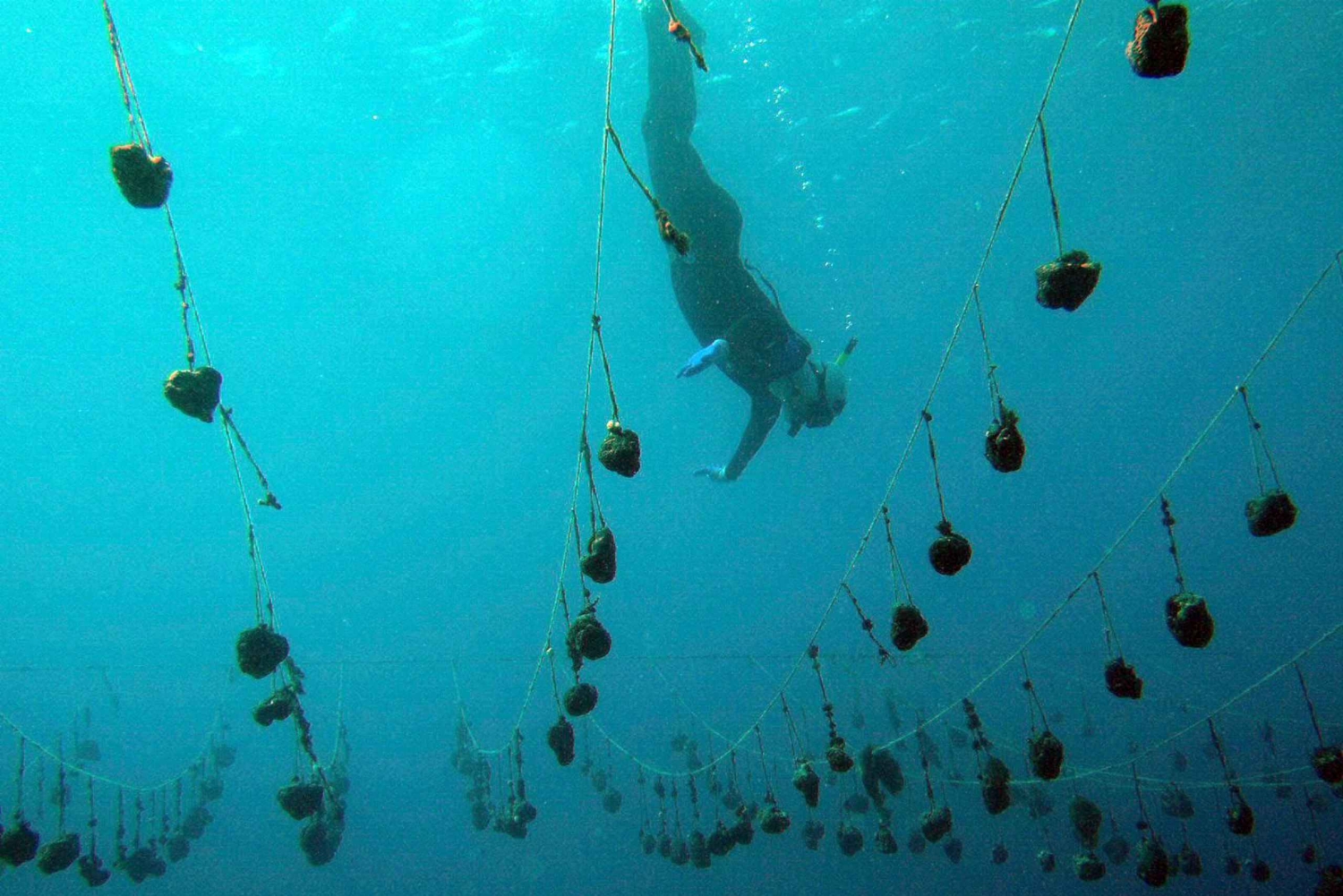 Zanzibar: delfiny i raj dla snorkelingu – atol Mnemba