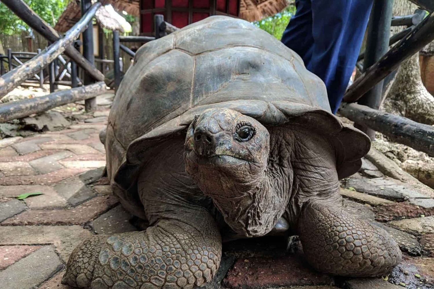 Isola di Mnemba: nuoto con i delfini e snorkeling con pranzo opzionale