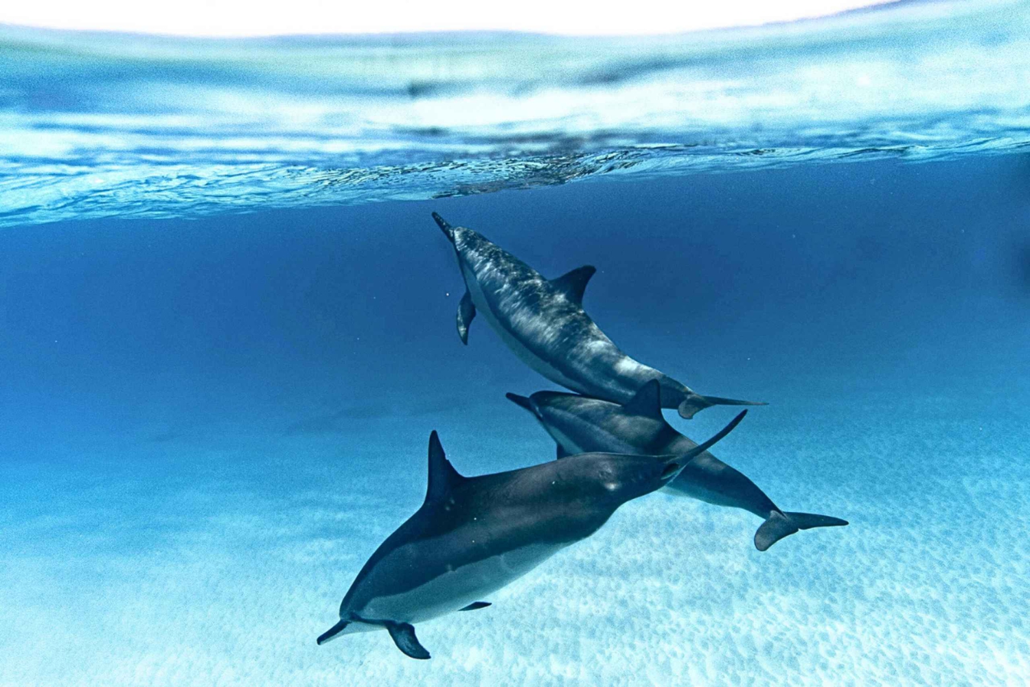 Zanzibar: nade com golfinhos e mergulhe em recifes de coral – com todo o respeito