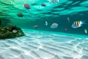 Занзибар: экскурсия с наблюдением за дельфинами, сноркелингом и экскурсией по Старому городу