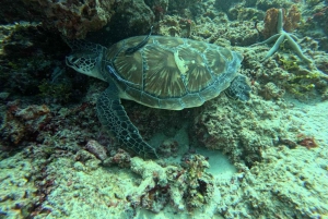 Занзибар: экскурсия с наблюдением за дельфинами, сноркелингом и экскурсией по Старому городу