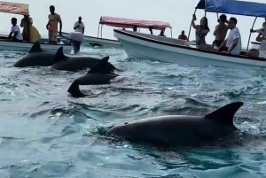 Занзибар: экскурсия с наблюдением за дельфинами, сноркелингом и экскурсией по Старому городу