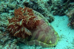 Занзибар: экскурсия с наблюдением за дельфинами, сноркелингом и экскурсией по Старому городу