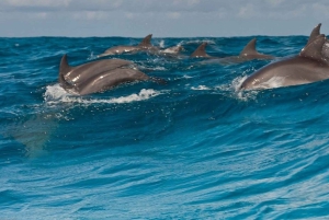 Занзибар: экскурсия с наблюдением за дельфинами, сноркелингом и экскурсией по Старому городу