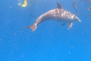 ザンジバル：イルカツアー、バラカ水族館、ケンドワビーチをご訪問ください