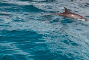 ザンジバル：イルカツアー、バラカ水族館、ケンドワビーチをご訪問ください