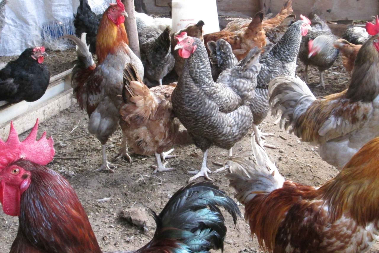 ZANZIBAR: coltivazione di spezie, grotta di salamoia, nuoto con le tartarughe e Rock Restaurant