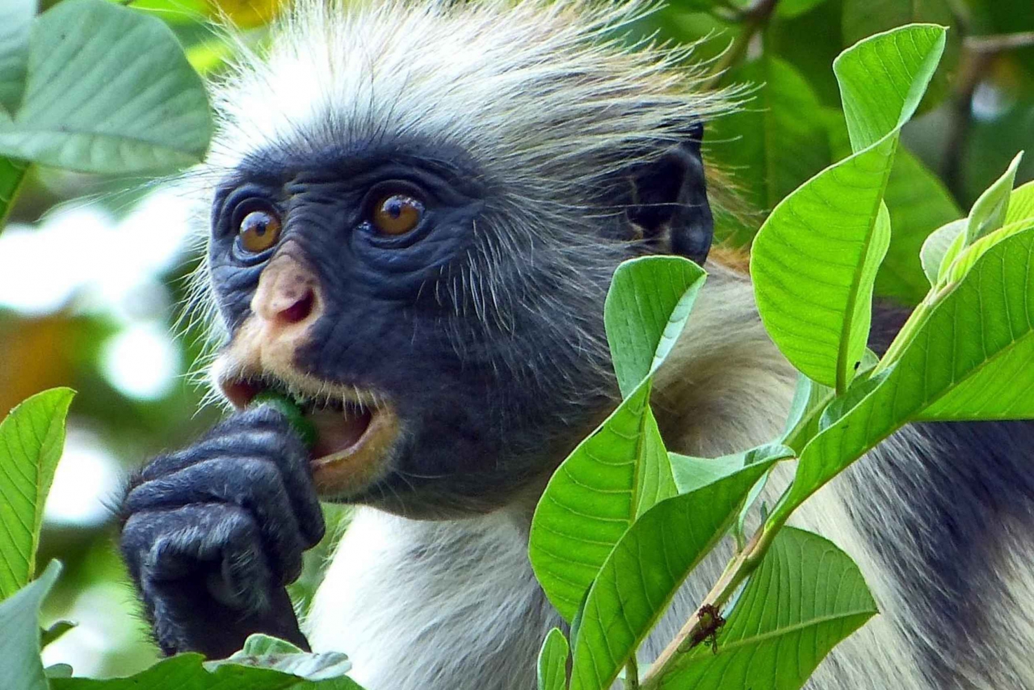 ザンジバル1日観光 ジョザニの森＋スパイス農園と石の町