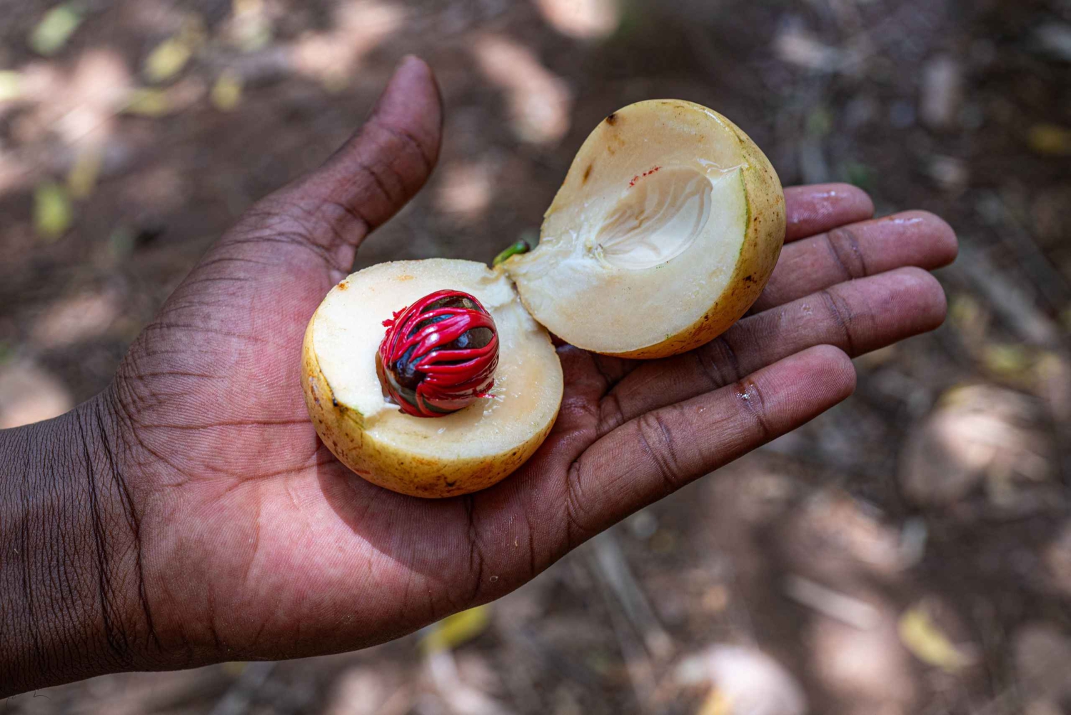 Zanzibar: heldags tur til kryddergård, fengselsøy og steinby